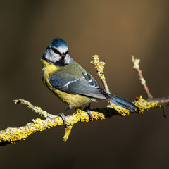 Blue Tit in his environment. Her Latin name is Cyanistes caeruleus.