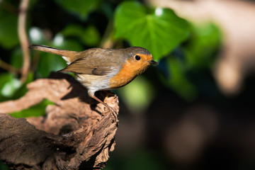 European Robin in his environment. His Latin name is Erithacus rubecula.
