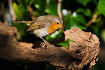 European Robin in his environment. His Latin name is Erithacus rubecula.