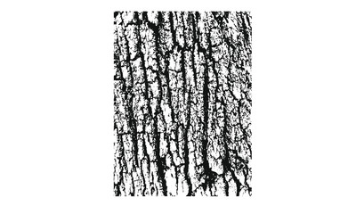 Old tree texture 1