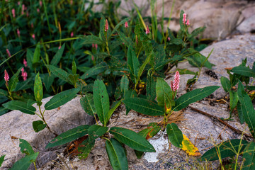 flowers in the garden