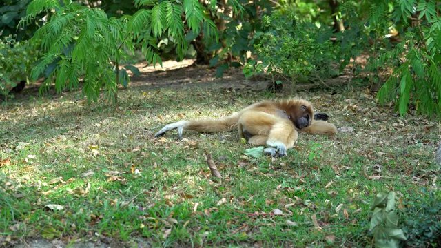 Hylobates lar or Hended Gibbon Sleeping on the grass