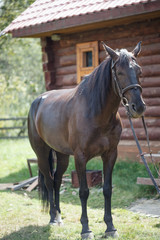 Beautiful horse on farm. Large pet.