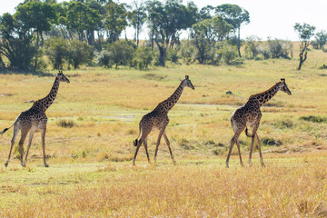 Giraffa africana