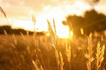 Long grass at sunset. Vibrant golden glow as the sun sets in the countryside