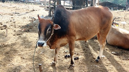 Native cows are at the farm.