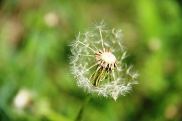 one fluffy dandelion flower head, close-up and blurred green background. Spring weed and flower