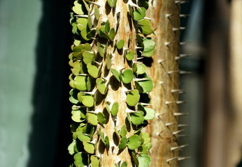 Close up of Alluaudia procera cactus, a deciduous succulent plant species from Madagascar