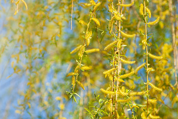 Yellow willow weeping flowers on the branches in spring time.