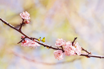 Apricot tree flowers bloomed on the branch in spring season in park.
