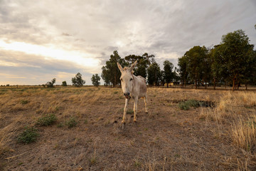 White donkey in a dry field at sunset with a sheep in the background. Summer in Australia. Central Victoria in times of drought.