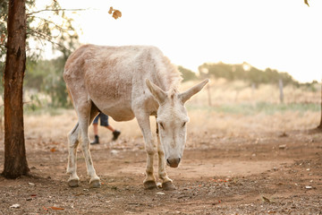 White donkey in a dry field at sunset with a sheep in the background. Summer in Australia. Central Victoria in times of drought.