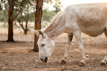 White donkey in a dry field at sunset with a sheep in the background. Summer in Australia. Central Victoria in times of drought.