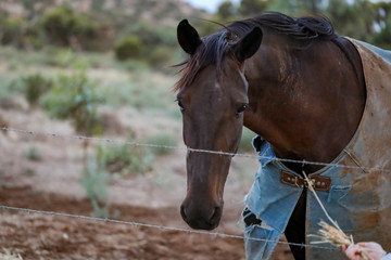 Large brown horse in a field with a rocky hill in the background