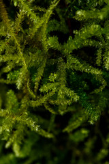 Naklejka na ściany i meble Close up photo of green moss in the forest