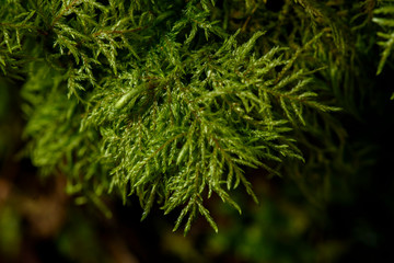 Fototapeta na wymiar Close up photo of green moss in the forest