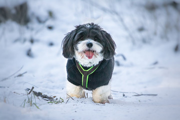 Fototapeta premium happy funny and cute dog puppy coton de tulear playing in snow, running and looking towards camera