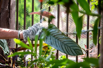 Elderly lady with flowery dress, taking care of plants in her garden.