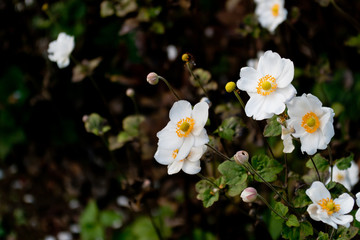 白い花シュウメイギク, 秋明菊