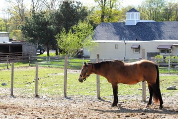 Horses enjoying a sunny spring day in their paddock
