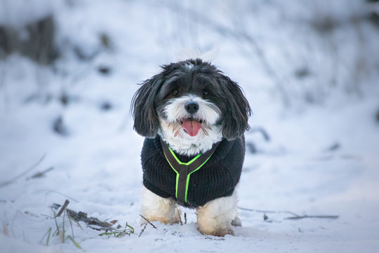happy funny and cute dog puppy coton de tulear playing in snow, running and looking towards camera