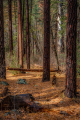 Obraz premium Fall for Sedona