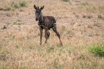 Naklejka na ściany i meble Rare zebra foal with polka dots (spots) instead of stripes, named Tira after the guide who first saw her. Image taken in the Masai Mara National Park in Kenya.