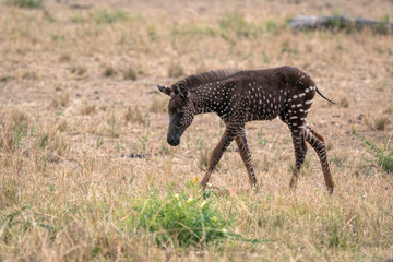 Rare zebra foal with polka dots (spots) instead of stripes, named Tira after the guide who first saw her. Image taken in the Masai Mara National Park in Kenya.