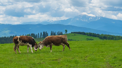 Fototapeta na wymiar Two brown cows grazing on meadow in mountains. Cattle on a pasture. Agriculture concept.