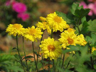 Amazing Yellow blooms nature