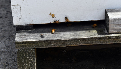 Bees leaving high to look for Paula