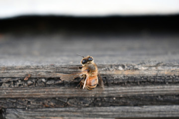 Close up view of honey bee
