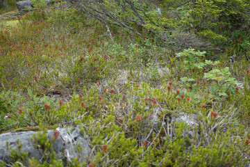 An apline mountain range in British Columbia, Canada