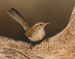 Bewick's Wren on a perch
