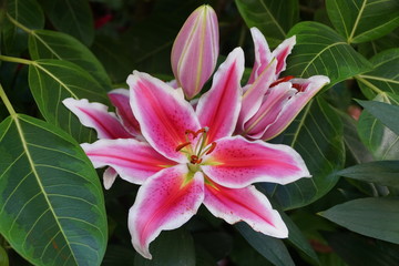Beautiful pink and white flower of Oriental Hybrid Lily Siponto