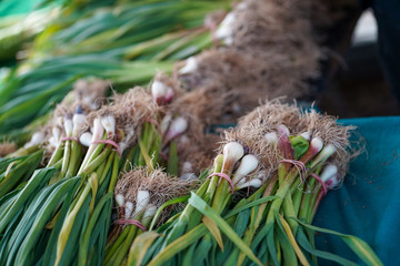 Pile of Fresh onions