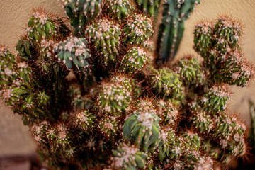 Cactus with its spines, are very resistant and easy to care for.