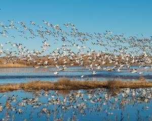 Snow Geese in flight with reflection