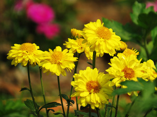 Soft focus close-up of yellow flowers