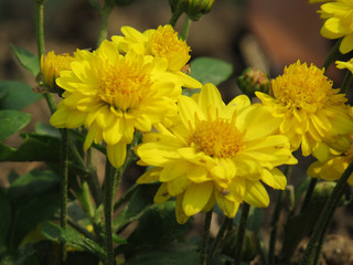 vintage background little flowers, nature beautiful, toning design spring nature, sun plants
