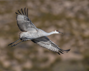 Obraz premium Sandhill Crane in flight