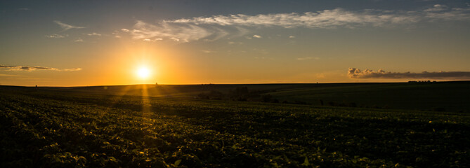 campo de soja no por do sol