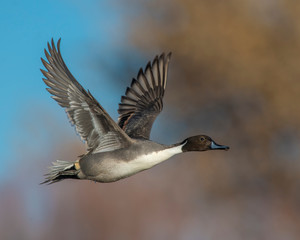 Northern Pintail Drake in flight at Bosque Del Apache National WIldlife Refuge