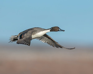 Northern Pintail Drake in flight at Bosque Del Apache National WIldlife Refuge