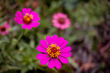 Obraz premium The ornamental plant Zínnia is known in Brazil as Flor de Jacó.