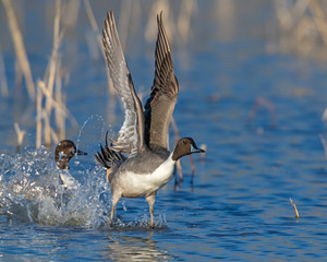 Northern Pintail Drake in flight at Bosque Del Apache National WIldlife Refuge
