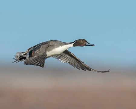 Northern Pintail Drake in flight at Bosque Del Apache National WIldlife Refuge