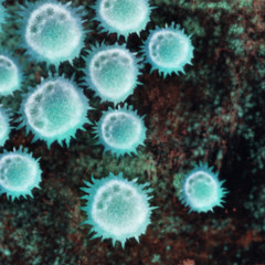 Obraz premium Microscopic view of a new Chinese coronavirus, a cousin of the SARS virus