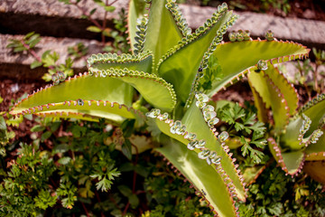 Medicinal plant known as Aranto Chileno, in Brazil