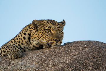 Leopardo nella savana